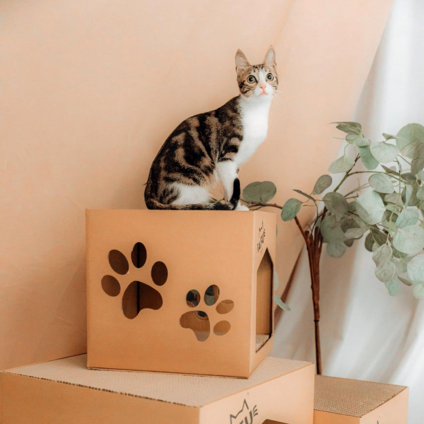 AFU JAPAN 子猫ハウス