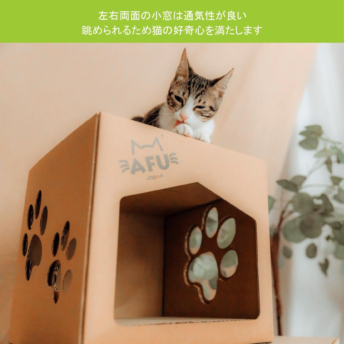 AFU JAPAN 子猫ハウス
