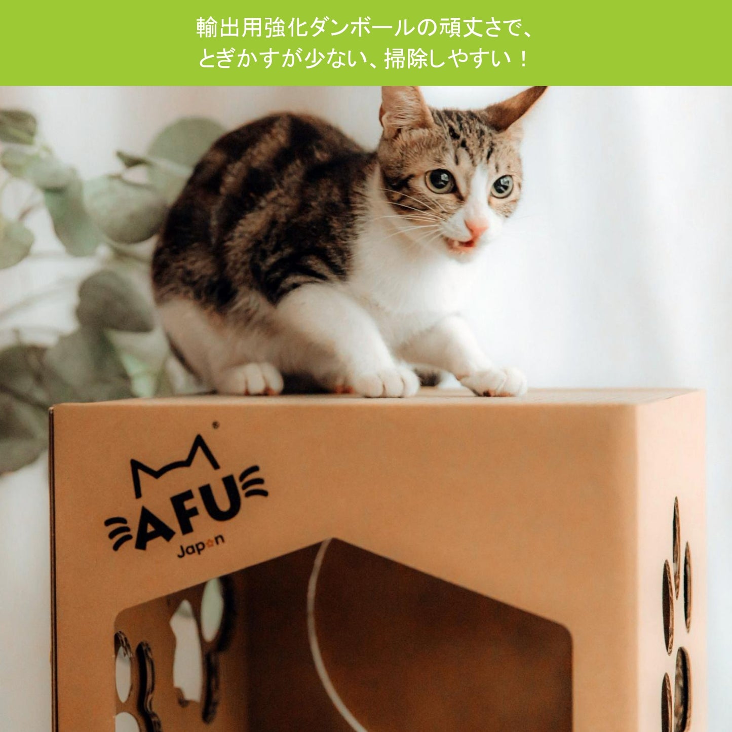 AFU JAPAN 子猫ハウス