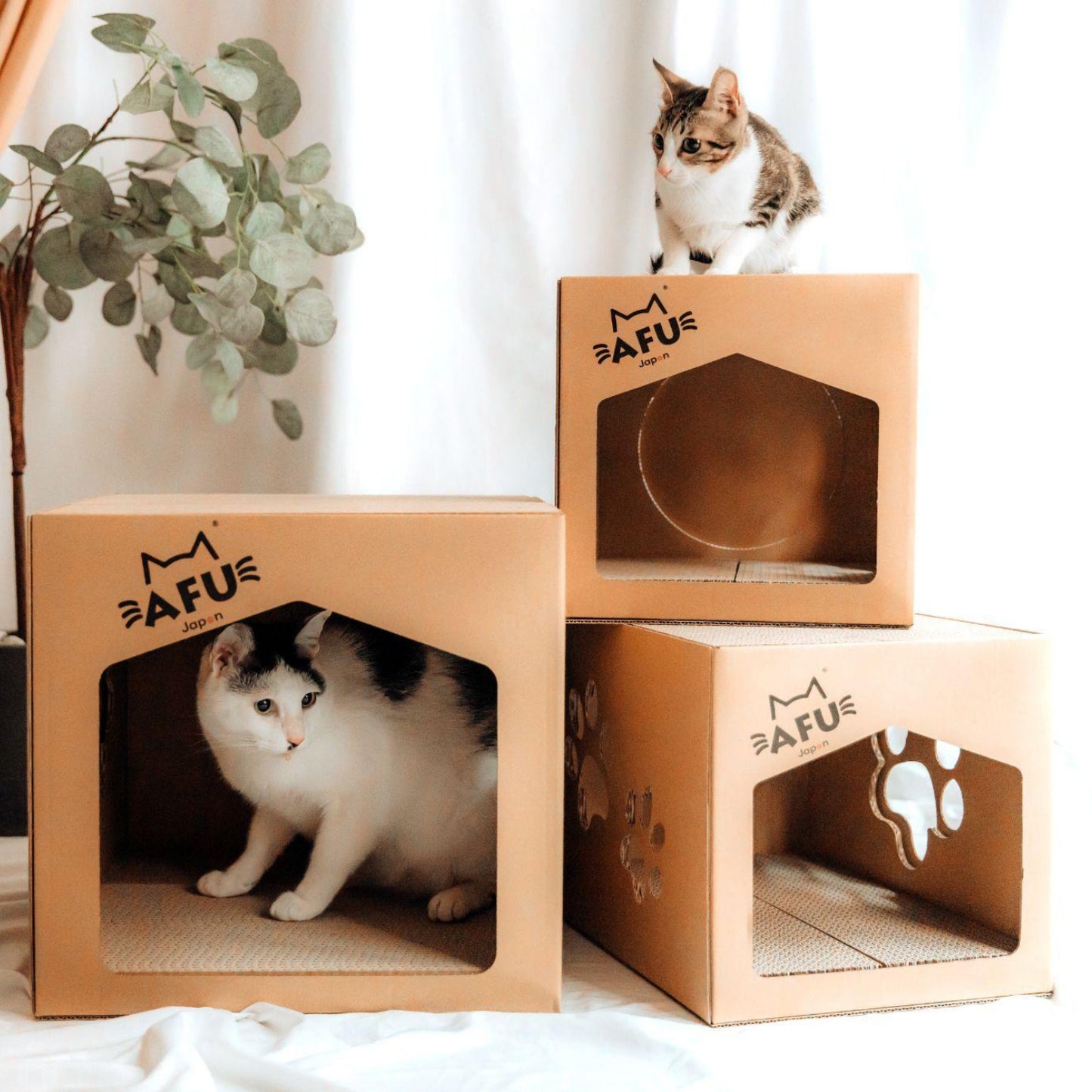 AFU JAPAN ビッグキャットハウス
